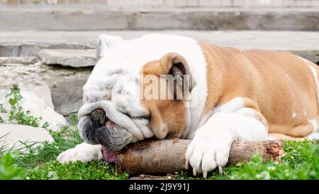 Il cane adulto inglese bulldog ha divertimento e gnaws un bastone all'aperto sull'erba. Il concetto di animali domestici, denti e salute del cane. Foto Stock