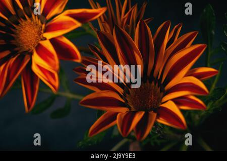 Primo piano foto di fiori arancioni Gazania aspra con sfondo nero Foto Stock