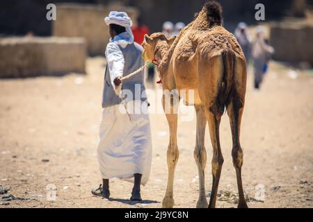 Grande gruppo di cammelli africani sul mercato animale a Keren, Eritrea Foto Stock