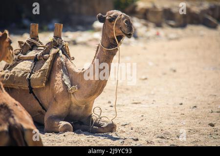 Grande gruppo di cammelli africani sul mercato animale a Keren, Eritrea Foto Stock