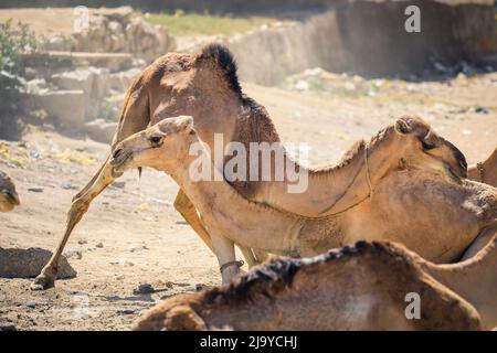 Grande gruppo di cammelli africani sul mercato animale a Keren, Eritrea Foto Stock
