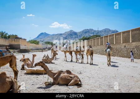 Grande gruppo di cammelli africani sul mercato animale a Keren, Eritrea Foto Stock