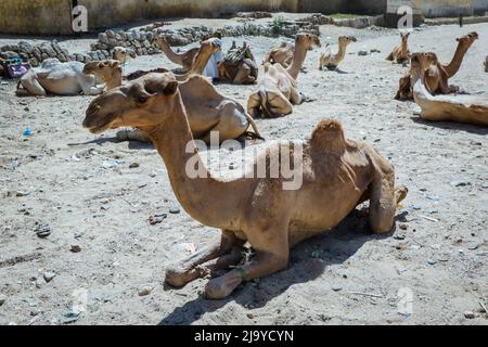 Grande gruppo di cammelli africani sul mercato animale a Keren, Eritrea Foto Stock