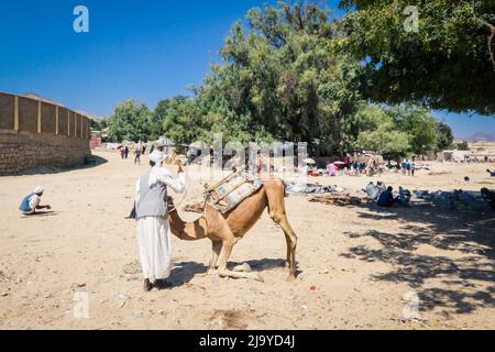 Grande gruppo di cammelli africani sul mercato animale a Keren, Eritrea Foto Stock
