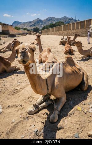 Grande gruppo di cammelli africani sul mercato animale a Keren, Eritrea Foto Stock