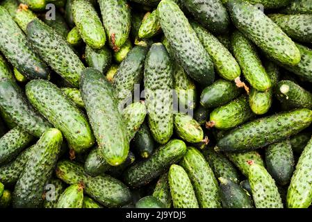 Cetrioli giacenti uno sulla stampa al mercato vegetale, tessitura dei cetrioli. Foto Stock