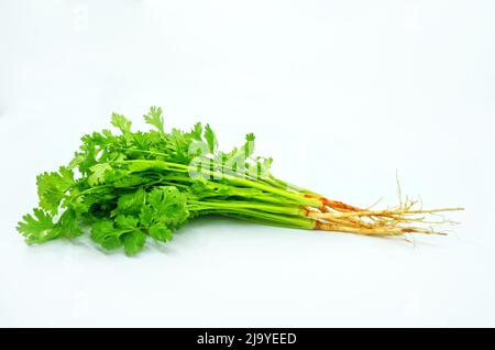 Il mazzo di coriandolo con radice su sfondo bianco. Coriandolo organico fresco, immagine vista laterale, angolo di 45 gradi. Foto Stock