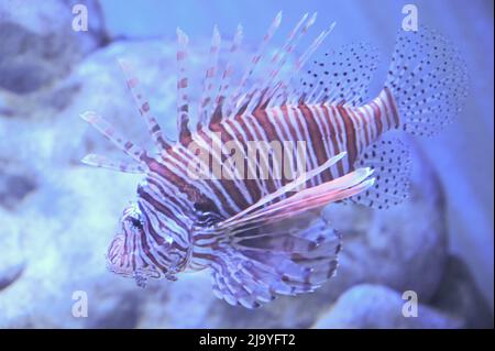 Leone nana shortfin noto anche come Dendrochirus brachypterus, leone nana, pesce lupo short-alned, rockcod shortspinale o scorpionfis shortspinale Foto Stock