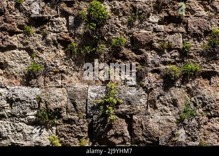 Muro di pietra che attraverso piante di tempo crescono su di esso. Foto Stock