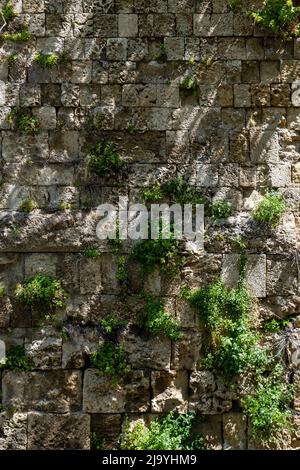 Muro di pietra che attraverso piante di tempo crescono su di esso. Foto Stock