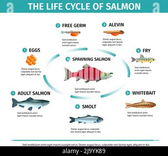 Infografiche del salmone del ciclo di vita con immagini isolate di pesci didascalie di testo modificabili e diagramma di flusso illustrazione vettoriale di composizione rotonda Illustrazione Vettoriale