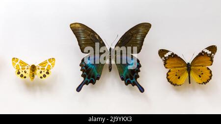 Bellissima tre farfalle su sfondo bianco. Foto Stock