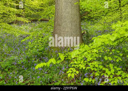 Bluebells circondato da fresche foglie di primavera, Stourhead, Wiltshire, Inghilterra, Regno Unito Foto Stock