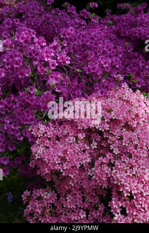 Azalea japonica Foto Stock