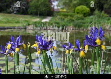 Iris da uno stagno Foto Stock