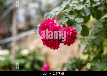 Le rose rosse sbocciano su sfondo sfocato in primo piano Foto Stock