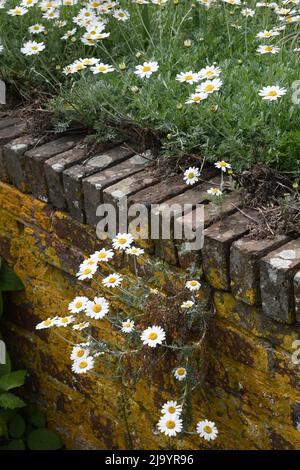 Margherite che crescono in un muro Foto Stock