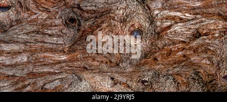 Abbaia sul tronco di un albero di sequoia in primo piano Foto Stock