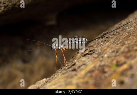 Donna saber wasp (Rhyssa persuasoria) Foto Stock