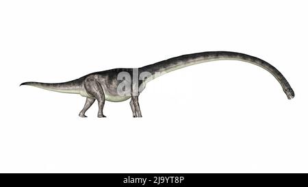 Dinosauro Omeisaurus che cammina con il suo lungo collo giù - resa 3D Foto Stock