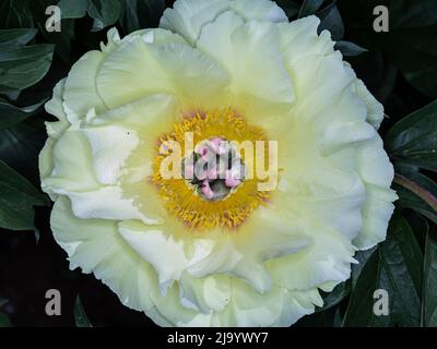 Peony 'Garden Treasure' (paeonia sp., famiglia: Paeoniaceae). Foto Stock