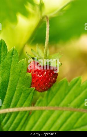 Macro shot di fragola selvaggia singola con sfondo foresta alla luce del sole Foto Stock