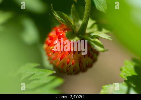 Macro shot di fragola selvaggia singola con sfondo foresta alla luce del sole Foto Stock