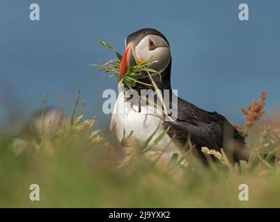 Puffin Atlantico, puffin comune, Fratercola arctica, con materiale nidificante nel suo becco, di ritorno a burrow, Lundy Island, Scozia Foto Stock