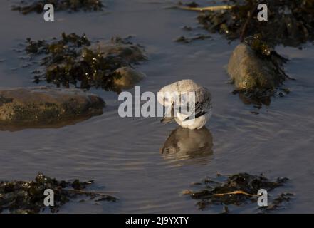 Sanderling, Calidris alba, adulto, preening, in acque poco profonde, Morecambe Bay, Regno Unito Foto Stock