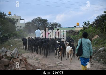 Una signora sta seguendo un gregge di pecore che ritornano alla loro capanna nel villaggio Foto Stock