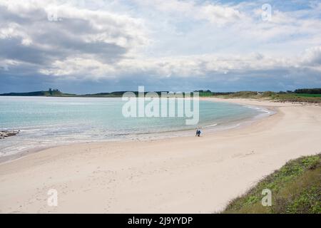 Embleton Bay Northumberland, vista in primavera della distesa panoramica di spiaggia in Embleton Bay, con le rovine del castello di Dunstanburgh visibile, Inghilterra Regno Unito Foto Stock