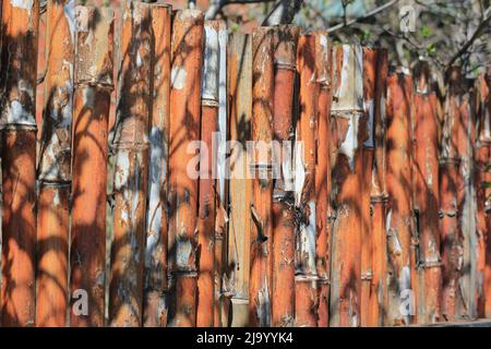 Recinzione privata fatta di germogli di bambù allineati verticalmente. Foto Stock