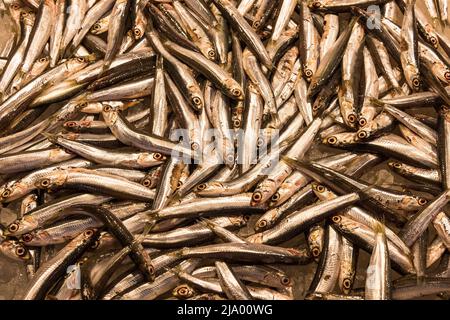 Sardine fresche in vendita al mercato del pesce di Rialto, Venezia Foto Stock