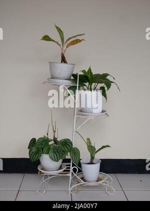 Variegata pianta ornamentale tricolore Calathea maranta in un vaso bianco isolato su bianco in una vista laterale ravvicinata con copyspace. Pentola rack. Foto Stock