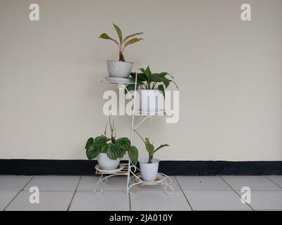 Variegata pianta ornamentale tricolore Calathea maranta in un vaso bianco isolato su bianco in una vista laterale ravvicinata con copyspace. Pentola rack. Foto Stock