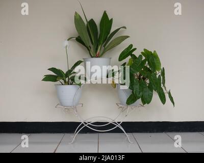 Variegata pianta ornamentale tricolore Calathea maranta in un vaso bianco isolato su bianco in una vista laterale ravvicinata con copyspace. Pentola rack. Foto Stock