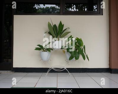 Variegata pianta ornamentale tricolore Calathea maranta in un vaso bianco isolato su bianco in una vista laterale ravvicinata con copyspace. Pentola rack. Foto Stock