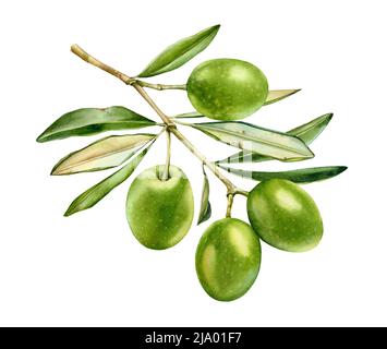 Acquerello di oliva ramo. Frutta verde matura con foglie. Pittura botanica realistica con olive fresche. Elemento di disegno di cibo isolato disegnato a mano Foto Stock