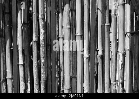 Recinzione privata fatta di germogli di bambù allineati verticalmente in bianco e nero. Foto Stock