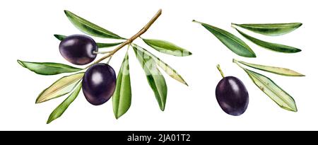 Ramo di oliva nero. Collezione Watercolo con frutta matura e foglie aggiuntive. Pittura botanica realistica con olive fresche. Set disegnato a mano con Foto Stock