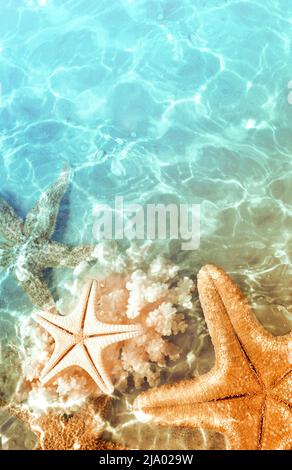 Stelle marine e conchiglie sulla spiaggia estiva in acqua di mare. Sfondo estivo. Ora legale. Foto Stock