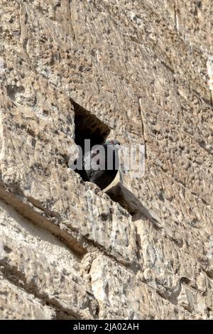 Un piccione che riposa in un buco in un muro di pietra calcarea invecchiato Foto Stock