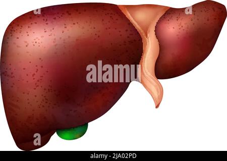 Composizione anatomica realistica degli organi interni umani con immagine isolata di illustrazione vettoriale del fegato Illustrazione Vettoriale