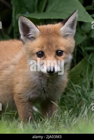 Un giovane cucciolo selvatico di Red Fox (Vulpes vulpes) sul bordo di esso è den, Warwickshire Foto Stock