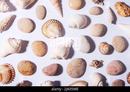 Conchiglie naturali e pietre di mare disegno sfondo, texture. Foto Stock