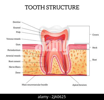 Anatomia del dente umano con parti etichettate infografiche realistiche su sfondo bianco illustrazione vettoriale Illustrazione Vettoriale