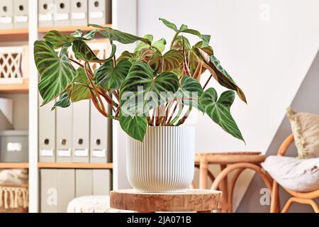 Rigogliosa pianta topica 'Philodendron verrucosum' con foglie vellutate verde scuro in vaso di fiori Foto Stock