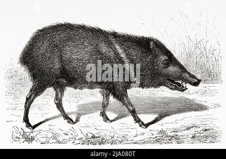 Nuovi maiali del mondo. Il peccario è un mammifero della famiglia Tayassuidae, Guyana francese, dipartimento di Francia, Sud America. Viaggio di esplorazione all'interno delle Guianas 1877 di Jules Crevaux. Le Tour du Monde 1879 Foto Stock