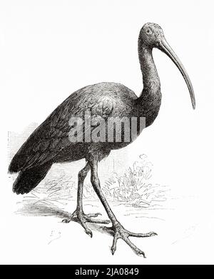 Il gigante ibis (Thaumatibis gigantea) è l'unica specie del genere monotipico Thaumatibis, è un uccello della famiglia ibis, Threskiornitidae, provincia Attapeu. Laos. Sud-est asiatico. Laos e le popolazioni selvagge di Indo-Cina dal Dott. Harmand 1877 Foto Stock