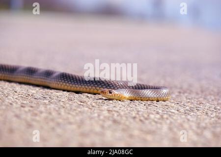 Serpente marrone che attraversa la strada sterrata. Serpente sulla strada. Foto Stock